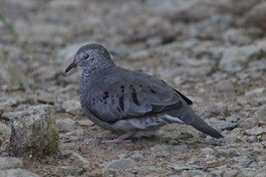 Common Ground-Dove (Columbina passerina)