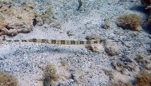 Bluespotted Cornetfish (Fistularia tabacaria)