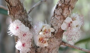 Eugenia earhartii