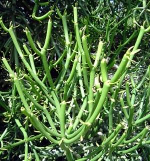 Pencil bush (Euphorbia tirucalli)