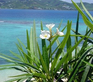 Frangipani (Plumeria alba)