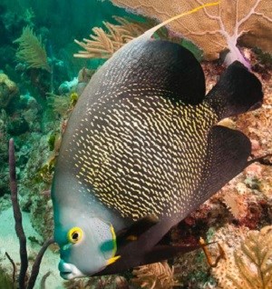 French Angelfish