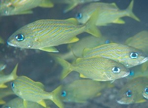 French Grunt (Haemulon flavolineatum) by Susanna Pershern