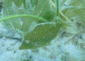 Fringed Filefish (Monacanthus ciliatus)