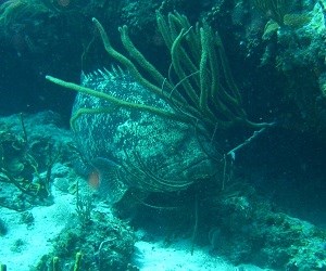 Goliath Grouper (Epinephelus itajara)