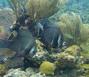 Gray Angelfish Pair