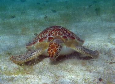 Green Turtle Grazing Seagrass