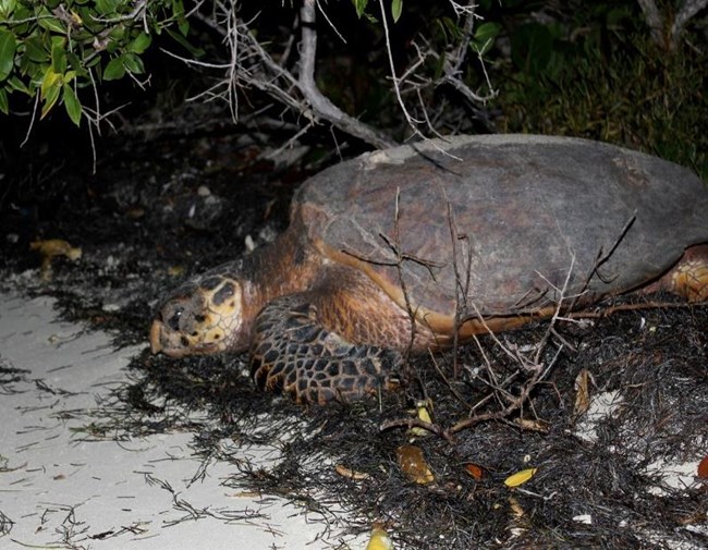 Hawksbill Turtle Nesting