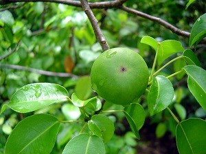 Manchineel or Death Apple Tree