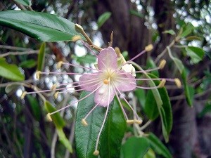 Jamaican caper (Capparis cynophallophora)