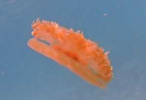 Upside Down Jellyfish Orange