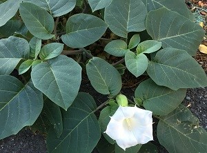 Jimson weed (Datura inoxia)