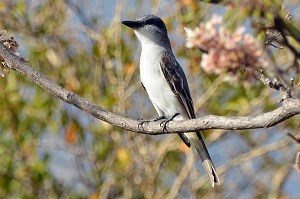 Gray Kingbird (Tyrannus dominicensis) Caroline Rogers