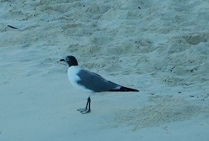 Laughing Gull Maho Bay