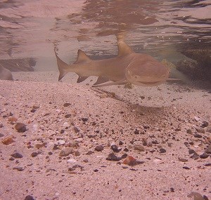Lemon Shark (Negaprion brevirostris)