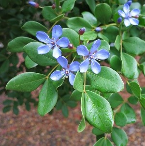 Lignum vitae flower