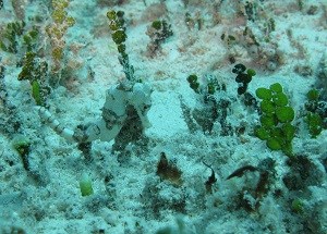 Longsnout Seahorse (Hippocampus reidi) David Bryan