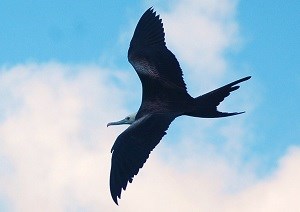 Magnificent Frigatebird (Fregata magnificens) Cristina Kessler 300x212