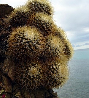 Mammillaria nivosa