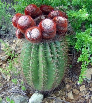 Melocactus intortus Turks cap