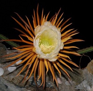 Night blooming cereus in full bloom