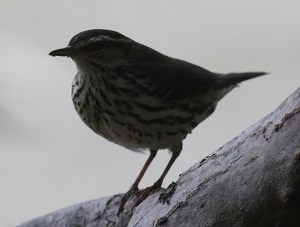 Northern Waterthrush (Parkesia noveboracensis) David Horner