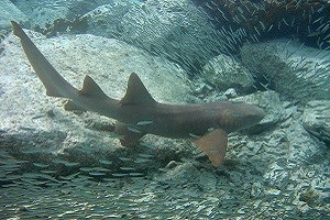Nurse Shark (Ginglymostoma cirratum) Caroline Rogers