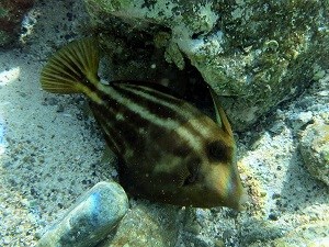 Orangespotted Filefish