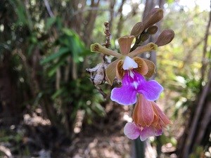 Butterfly orchid