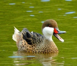 White-Cheeked Pintail Duck
