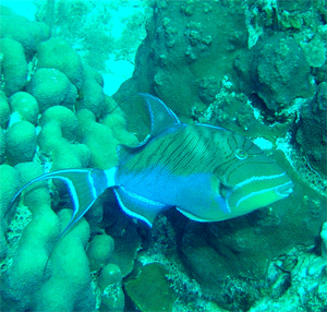 Queen Triggerfish (Balistes vetula)