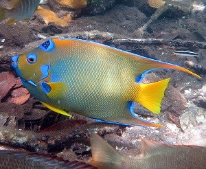Queen Angelfish