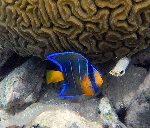 Juvenile Queen Angelfish