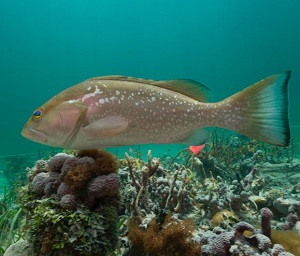 Virgin Islands Groupers Grunts Virgin Islands National Park U S National Park Service