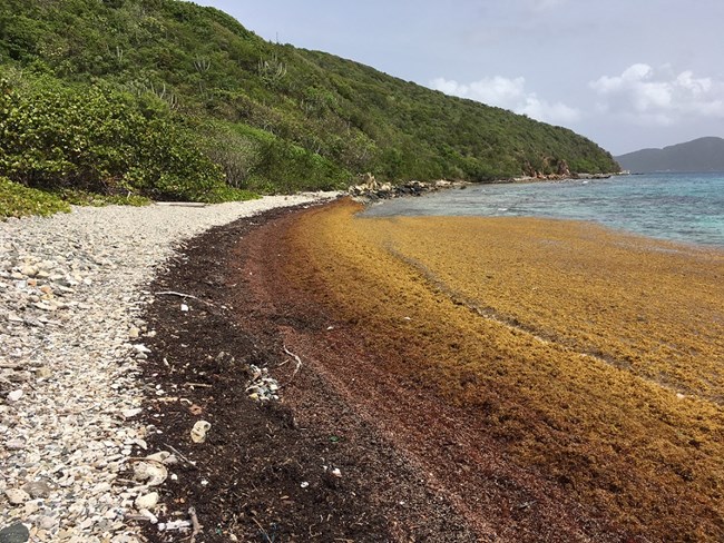 Beach covered in a thick layer of Sargassum 2017