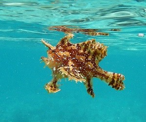 Sargassumfish (Histrio histrio)