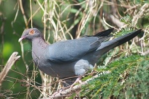 Scaly-naped pigeonDeannaSommerville300x200.jpg