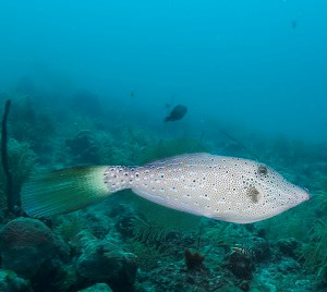 Scrawled Filefish (Aluterus scriptus)