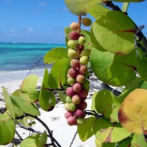 Seagrape Coccoloba uvifera