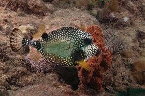 Smooth Trunkfish (Latorphrys triqueter)