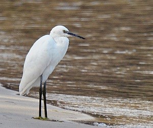 Snowy Egret (Egretta thula)