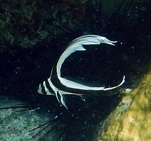 Spotted Drum (Equetus punctatus)