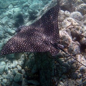 Spotted Eagle Ray (Aetobatus narinari)