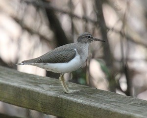 Spotted Sandpiper(Actitis macularia) David Horner