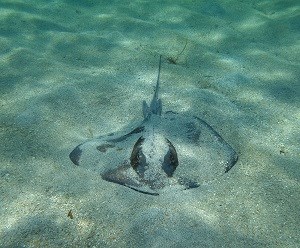 Southern Stingray (Dasyatis americana) Caroline Rogers