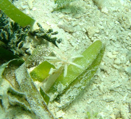 Thalassia testudinum (Turtle grass) flower
