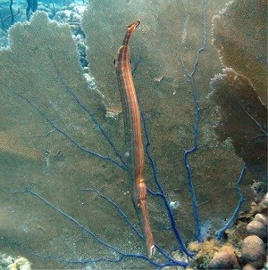 Trumpetfish (Aulostomus maculatus)