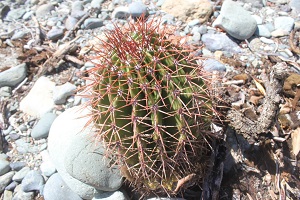 Turk's Cap Melocactus intortus