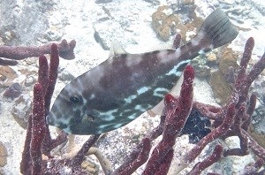 Unicorn Filefish Judy Buchholz 300x198