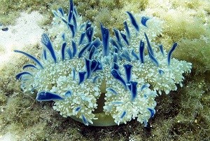 Blue Upside down Jellyfish